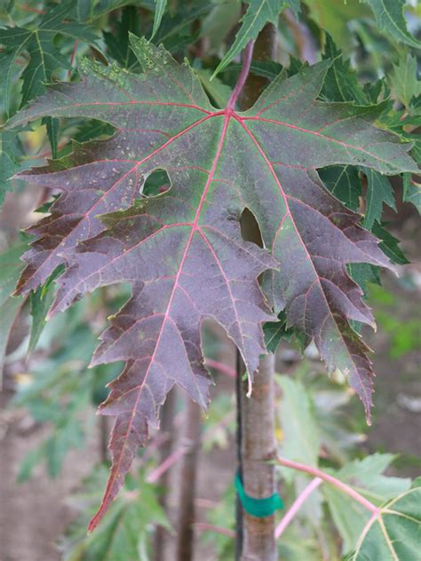 Symatree Maple J Frank Schmidt Son Co