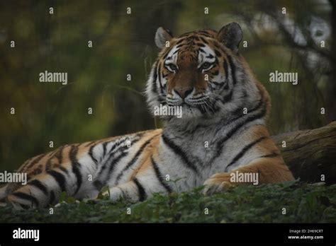 Amur Or Siberian Tiger Panthera Tigris Altaic Tiger Siberian