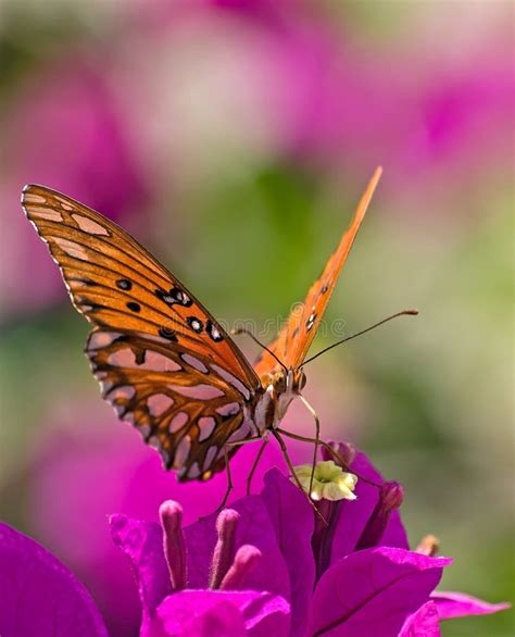 Borboleta De Monarca Em Uma Flor Roxa Colorida Imagem De Stock Imagem