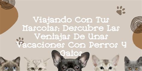 Viajando Con Tus Mascotas Descubre Las Ventajas De Unas Vacaciones