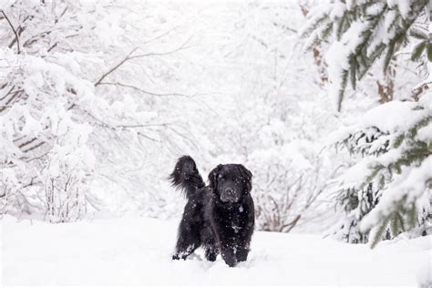 Dogs In Winter Gallery - Firefly Pet Photography - SE Michigan