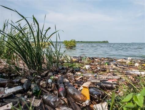 Contaminación De Lagos Y Ríos Causas Consecuencias Y Cómo Evitarla