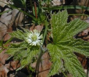 Goldenseal Herb - Root, Benefits, Usage and Side Effects - Only Foods