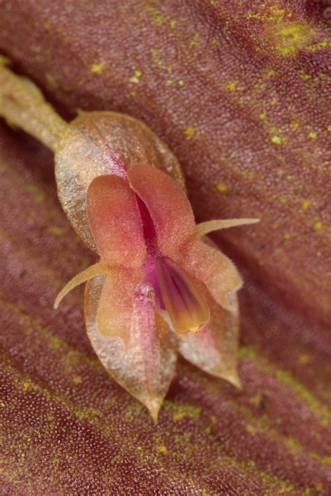 Lepanthes Ankistra Wiel Driessen Flickr