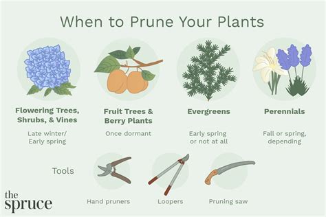 How To Prune Trees And Plants