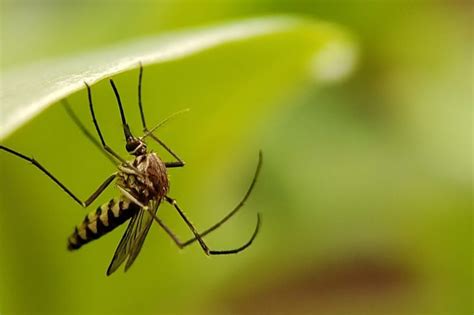 How Long Do Mosquitoes Live A Guide For NC Mosquito Season Better