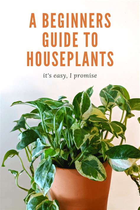 a-beginners-guide-to-houseplants - Girl Refurbished