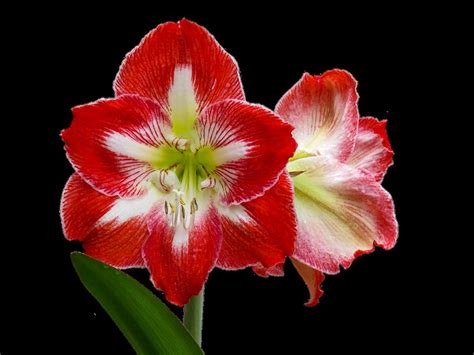 How To Water Amaryllis Plant Green Packs