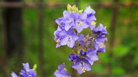 10 Pretty Purple Shade Perennials Every Garden Needs