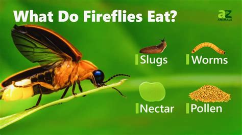 What Do Fireflies Eat? - A-Z Animals