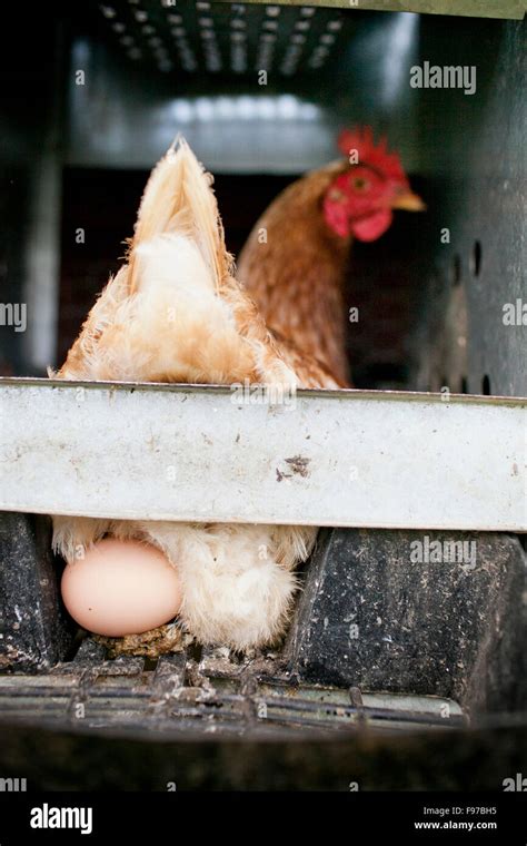 Chicken and egg Stock Photo - Alamy