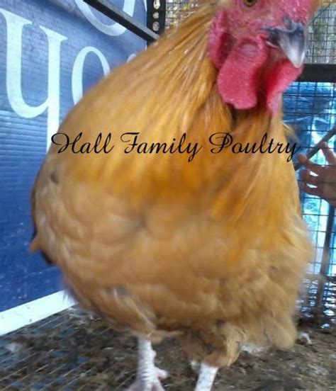 Black Australorp Buff Orpington Cross Backyard Chickens Learn How