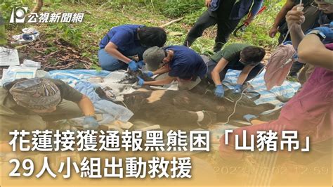 花蓮接獲通報黑熊困「山豬吊」 29人小組出動救援｜20230703 公視早安新聞 Youtube