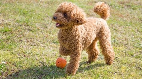 Poodle Características Tamanhos e Mais GUIA 2025