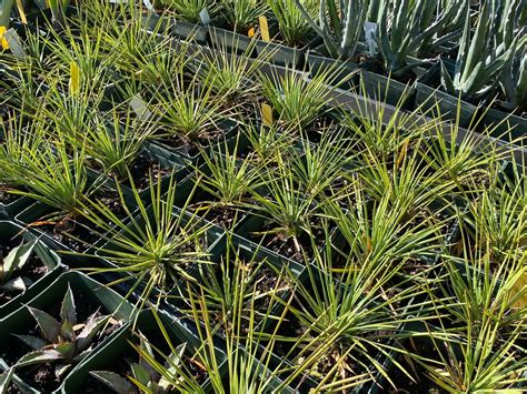 Yucca Linearifolia Linear Leaf Yucca Live Plant Succulent Etsy