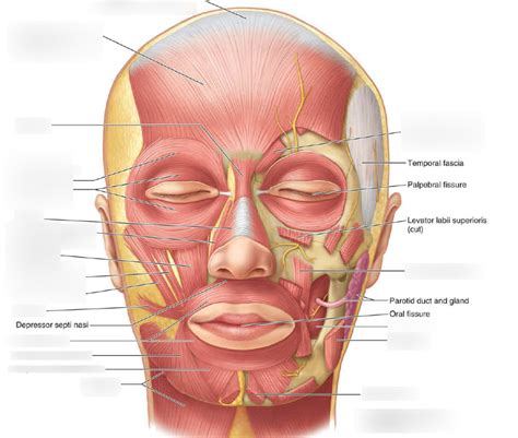 Diagrama de Músculos cara y piel cabelluda Quizlet