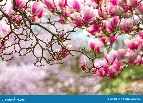 Rosa Magnolie stockbild Bild von schön saisonal baum 53007817