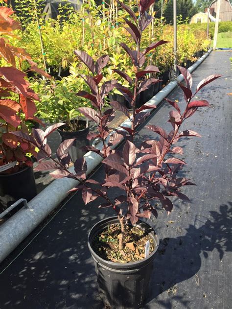 Prunus X Cistena Purple Leaf Sand Cherry Live Plant 15 Tall 2 Gallon Pot Etsy