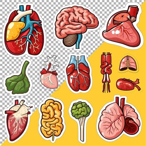 Page 6 Illustration Anatomie Humaine PSD 2 000 modèles PSD gratuits