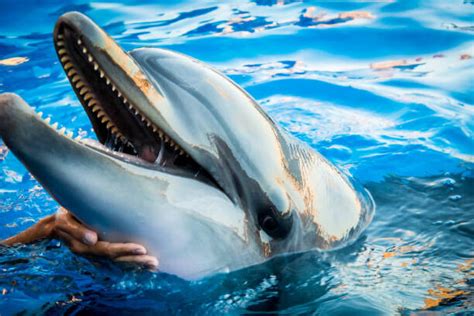 Dolphin smile in water scene with Pósters láminas cuadros y