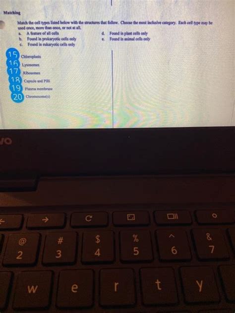 Solved Matching Match the cell types listed below with the | Chegg.com 