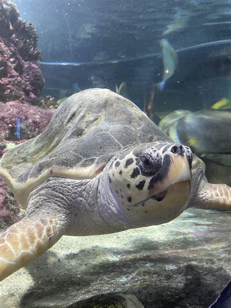 acquario  genova il piu grande deuropa  viaggio  cip  ciop