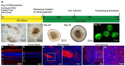 Ijms Free Full Text Aav Mediated Gene Delivery To 3d Retinal Organoids Derived From Human