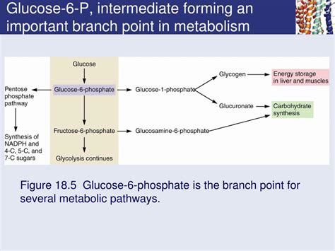 Ppt Chapter 18 Glycolysis Powerpoint Presentation Free Download Id327724