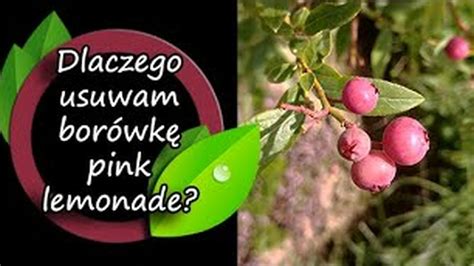 Dlaczego Musz Si Pozby Bor Wki Pink Lemonade Cda