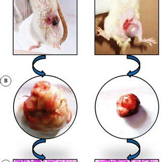 Schematic Illustration Of Possible Mechanisms Of Aitc During