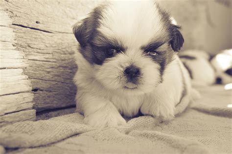 White and Black Fur Puppy on Gray Blanket · Free Stock Photo