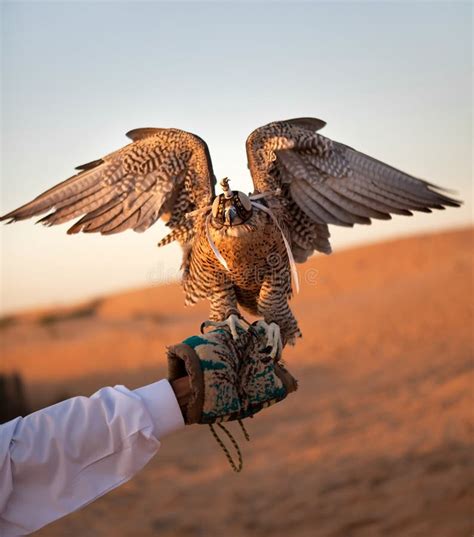 Hunting Falcon Royalty Free Stock Image - Image: 17244776