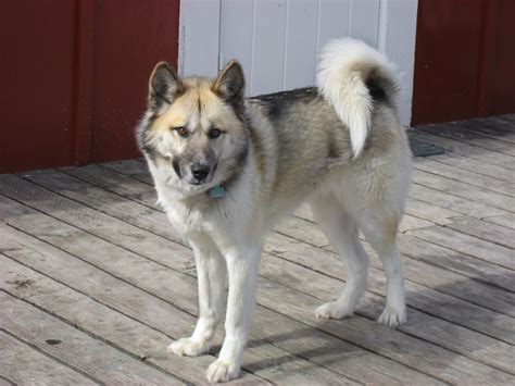 Greenland Dog - Breed Guide & Top Facts - Animal Corner