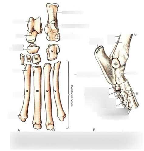 tarsal bone osteology Diagram | Quizlet