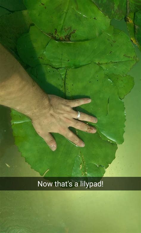 Now that's a lilypad! : PlantedTank