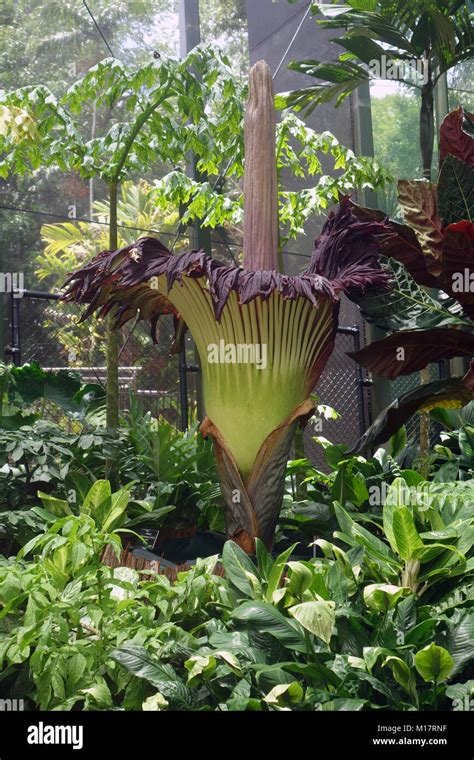 Cairns Australia 28 January 2018 The Titan Arum Amorphophallus