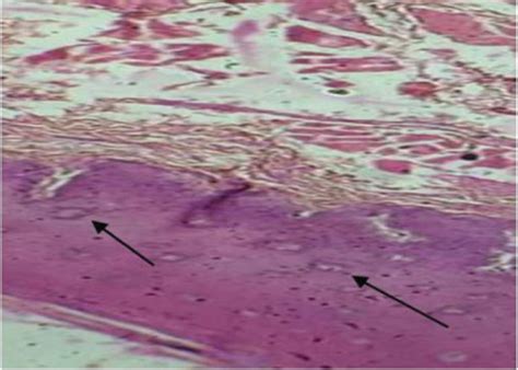 Histological Sections Of The Buccal Mucosa A Histological Section Of