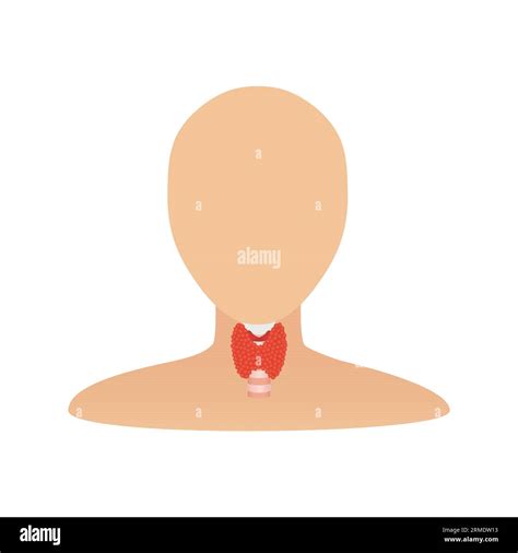 Thyroid Gland Organ On Body Silhouette Medical Infographics