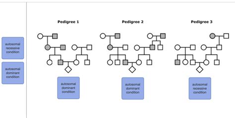 Solved Is This Correct The Pedigrees Below Show The Chegg