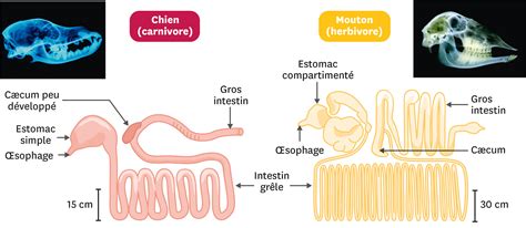 Comparaison De Lappareil Digestif Du Chien Et Du Mouton Manuel