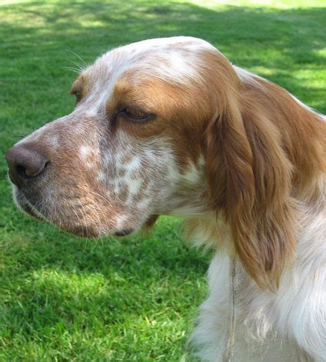 Photo Elevage Du Mas D Eyraud Eleveur De Chiens Setter Anglais