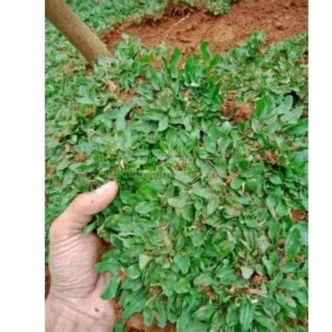 Jual Jual Rumput Gajah Mini Taman Permeter Rumput Taman Gajah Mini