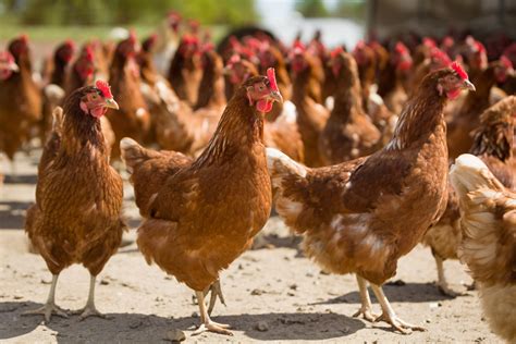 Avian Flu Bird Housing Measures To Be Lifted Farmers Guide