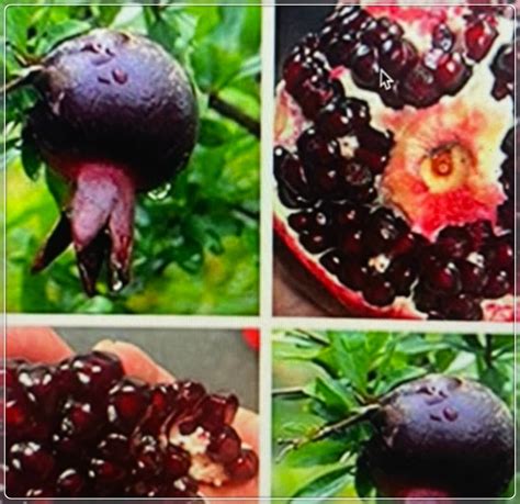 Pomegranate seedlings, shrubs, trees, perennials, gardens, outdoor ...