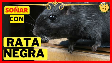 Por qué Soñar con una Rata Negra Corriendo Puede Significar Algo Profundo