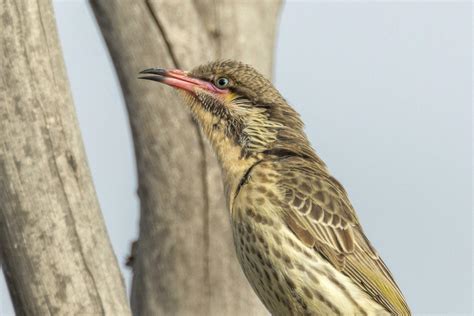 Spiny Cheeked Honeyeater In Australia 25933024 Stock Photo At Vecteezy