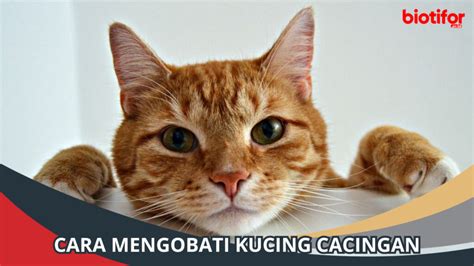 Cara Mengobati Kucing Cacingan Pahami Tahapannya Biotifor