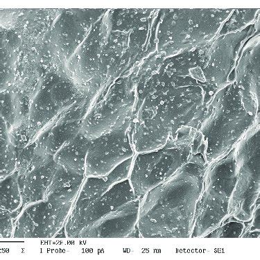 DESEM Dispersive Energy Scanning Electron Microscopy Photomicrographs