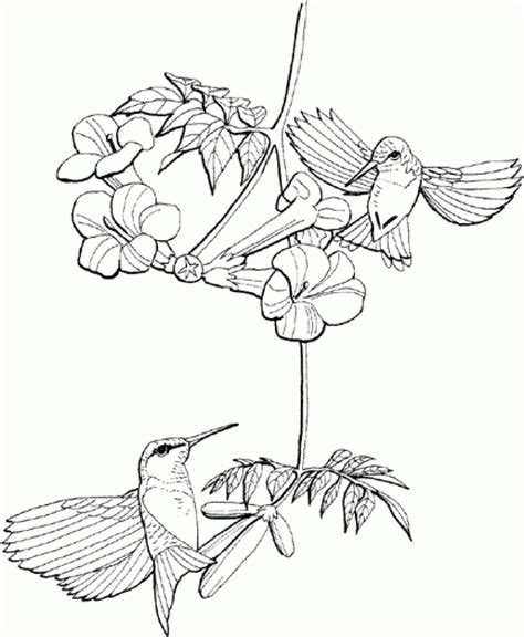 Get This Free Hummingbird Coloring Pages to Print 62617