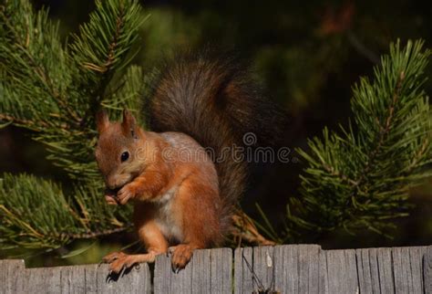 Squirrel Eats Nut On The Fence And Pine Branch Stock Photo Image Of